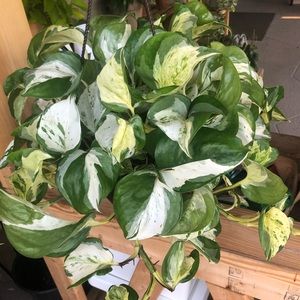 Meet your Posher, Ana